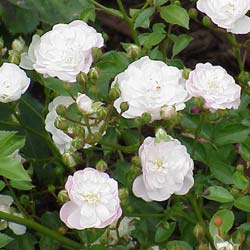 Landscape Rose bush 'White Fairy'